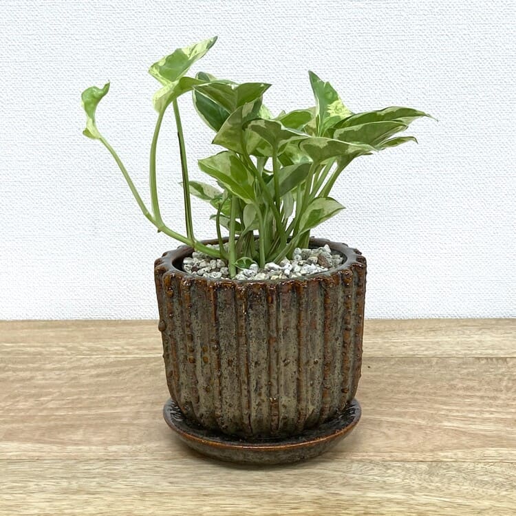 ポトス・エンジョイ + YD022-115