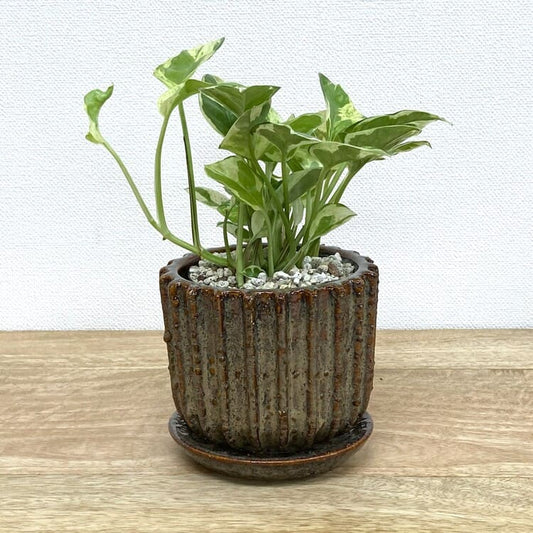 ポトス・エンジョイ + YD022-115