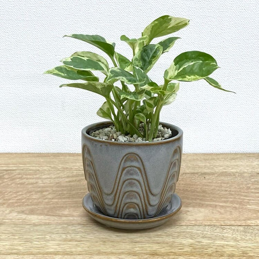 ポトス・エンジョイ + YD017-110