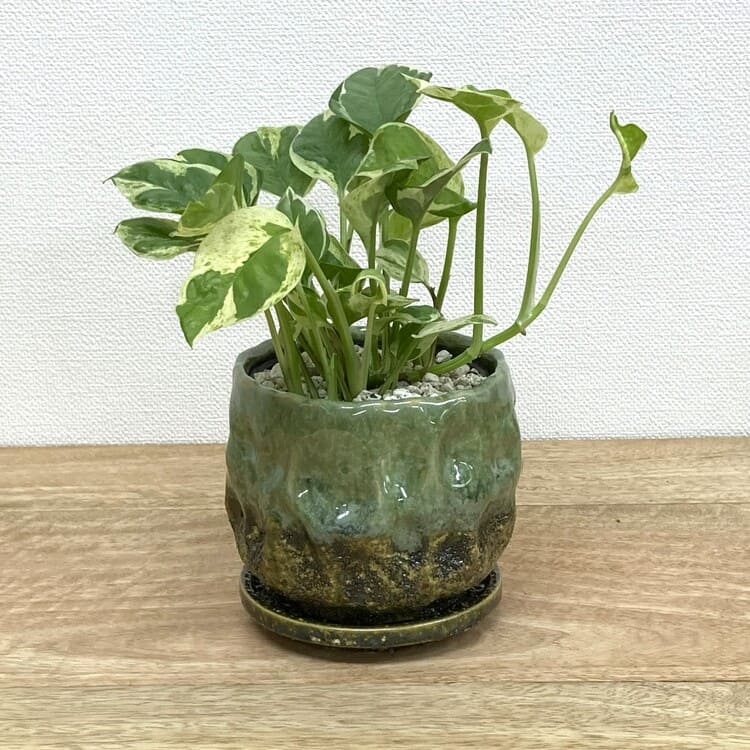 ポトス・エンジョイ + UN503-115