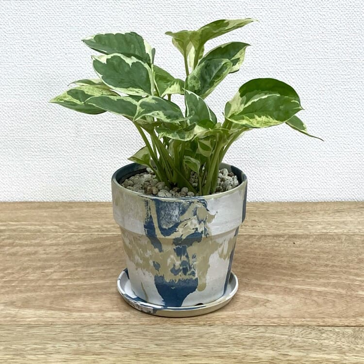 ポトス・エンジョイ + PH001-100