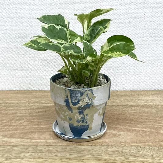 ポトス・エンジョイ + PH001-100