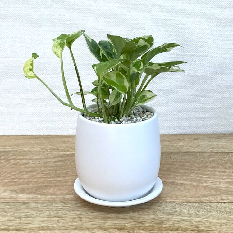プリセット商品 一覧 – 鉢人Green