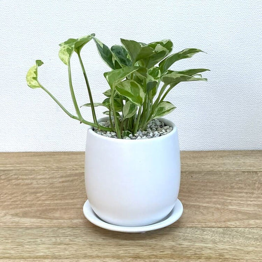 ポトス・エンジョイ + GP101-115