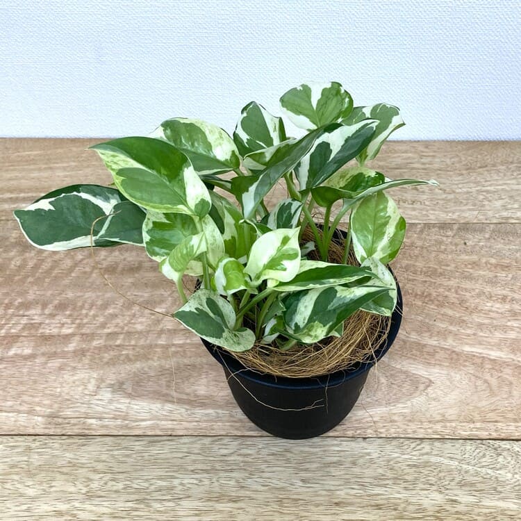 ポトス・エンジョイ