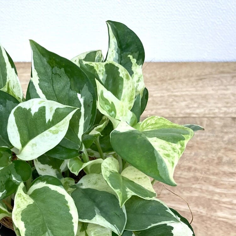 ポトス・エンジョイ