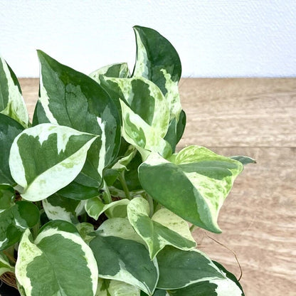 ポトス・エンジョイ