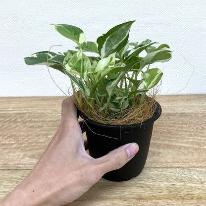 ポトス・エンジョイ