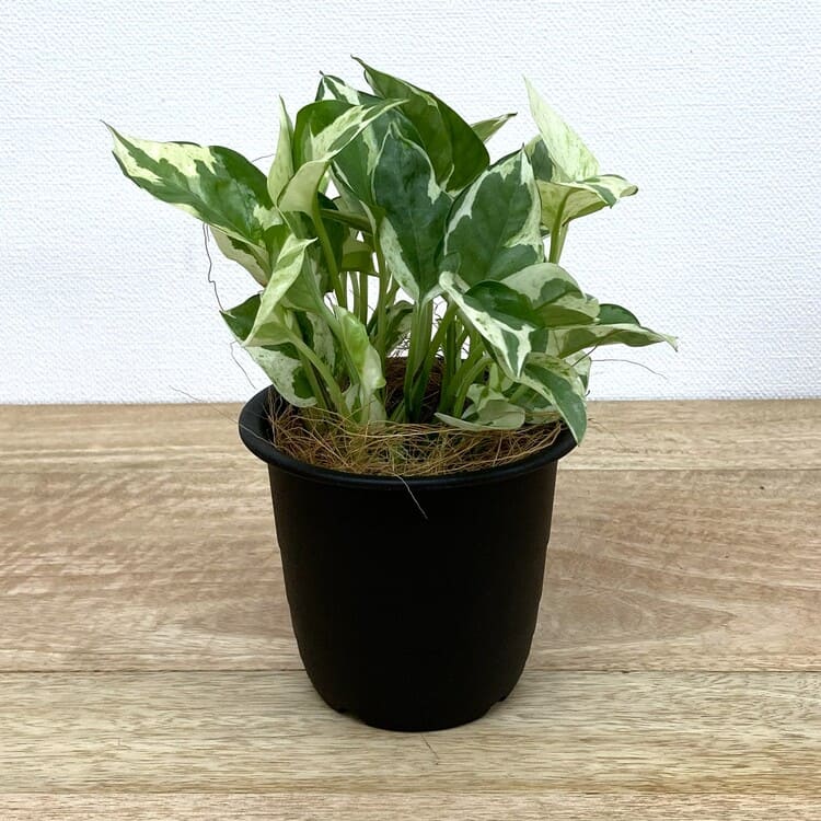 ポトス・エンジョイ