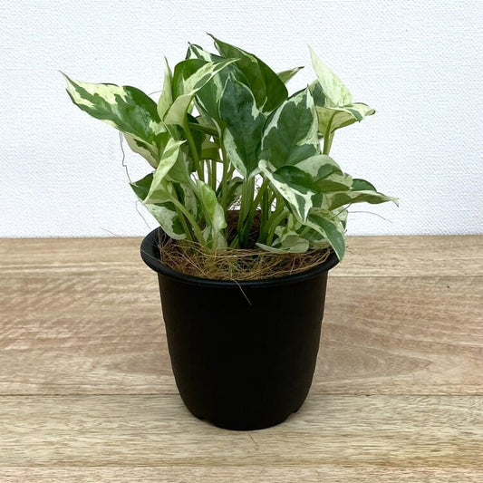 ポトス・エンジョイ