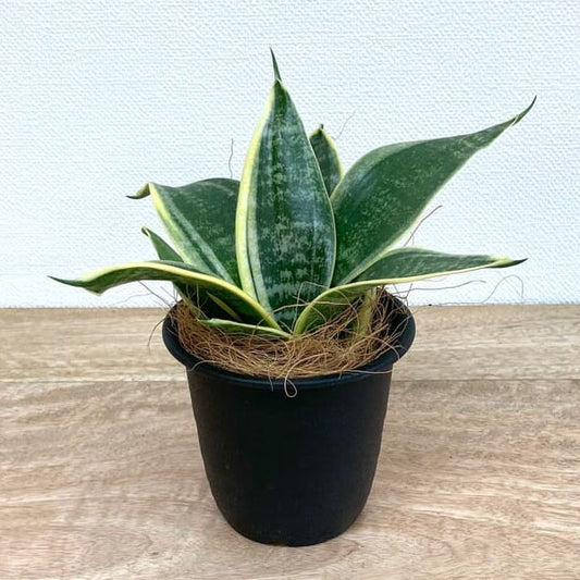 サンスベリア・グリーングランデ