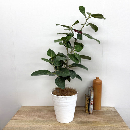 フィカス・ベンガレンシス