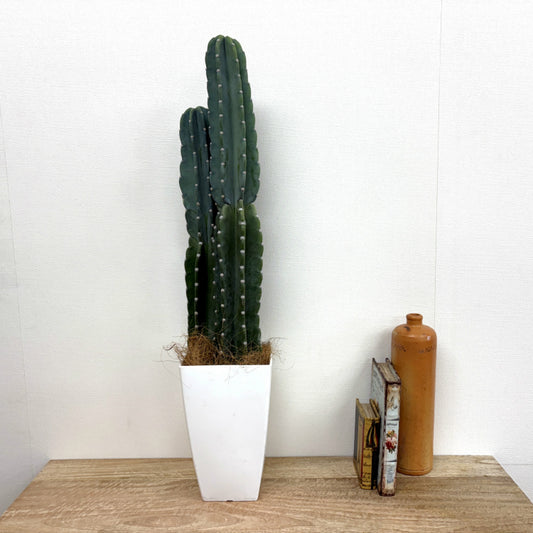 柱サボテン・2本立ち