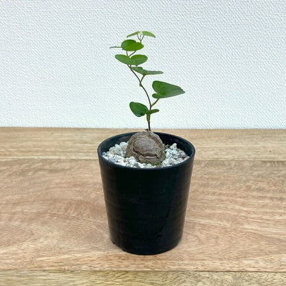 亀甲竜